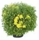 Bild 1 von Kugelchrysantheme