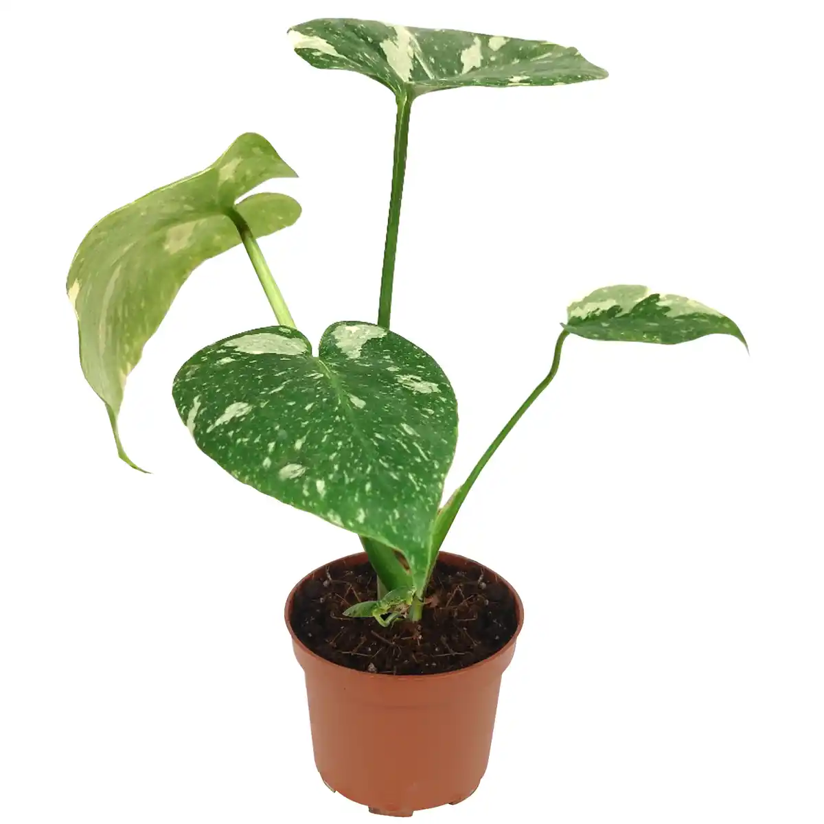 Bild 1 von Monstera 'Thai Constellation' 12 cm Topf