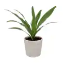 Bild 3 von GARDENLINE Pflanze in Trendkeramik