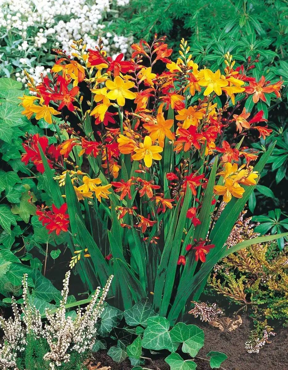 Bild 1 von Montbretien