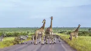 Südafrika Rundreise & Baden Mauritius