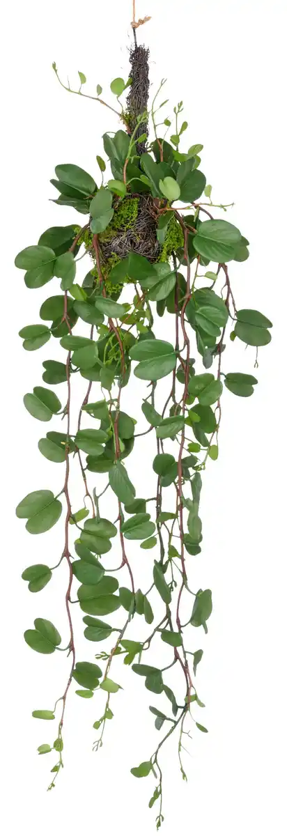 Bild 1 von Kunstpflanze Bauhiniahänger II Grün, Grün