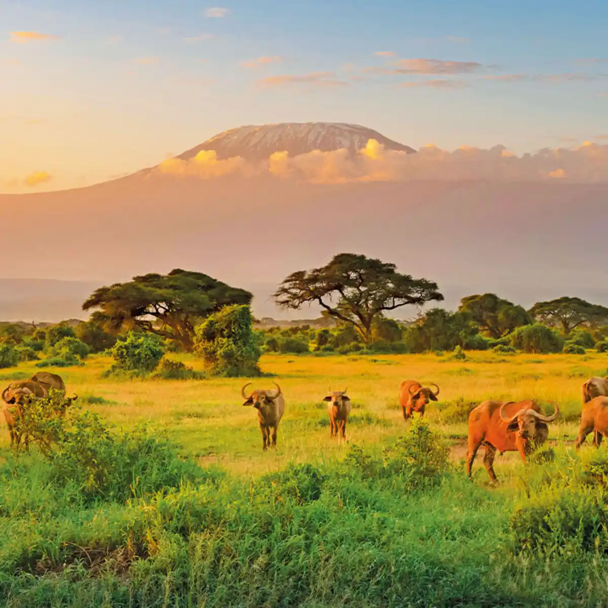 Bild 1 von Traumhaftes Kenia