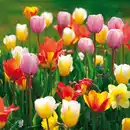 Bild 4 von Finest Garden Blumenzwiebeln Narzissen / Tulpen
