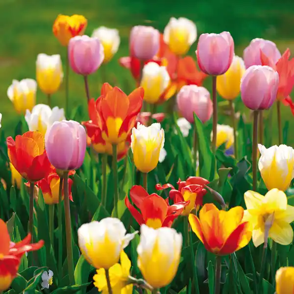 Bild 4 von Finest Garden Blumenzwiebeln Narzissen / Tulpen