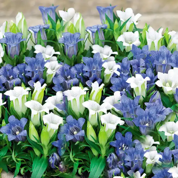 Bild 2 von Enzian Twins