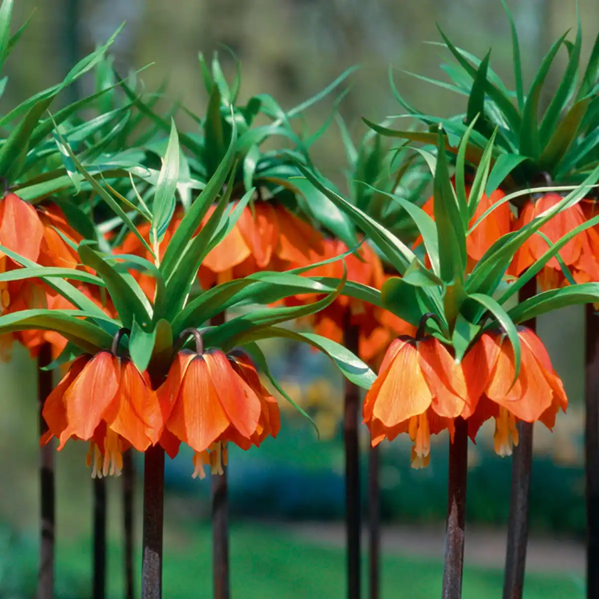 Bild 2 von Finest Garden Kaiserkrone-Zwiebeln