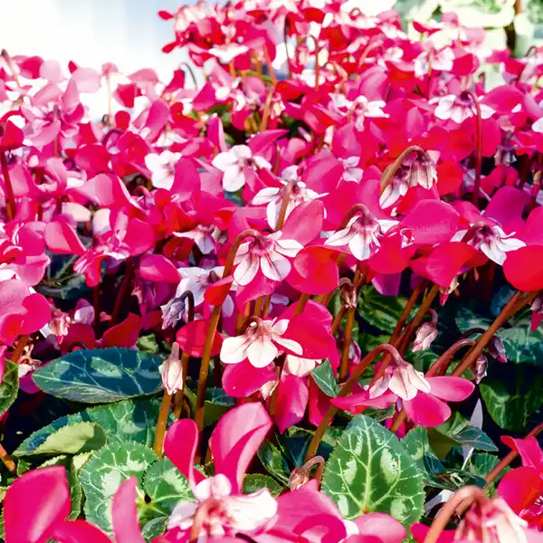 Bild 2 von Fächer Alpenveilchen Djix