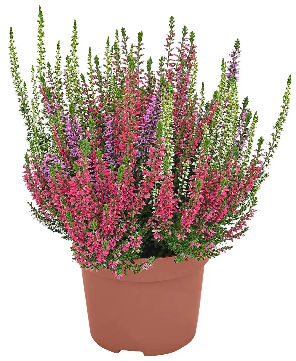 Bild 1 von Herbstpflanzen