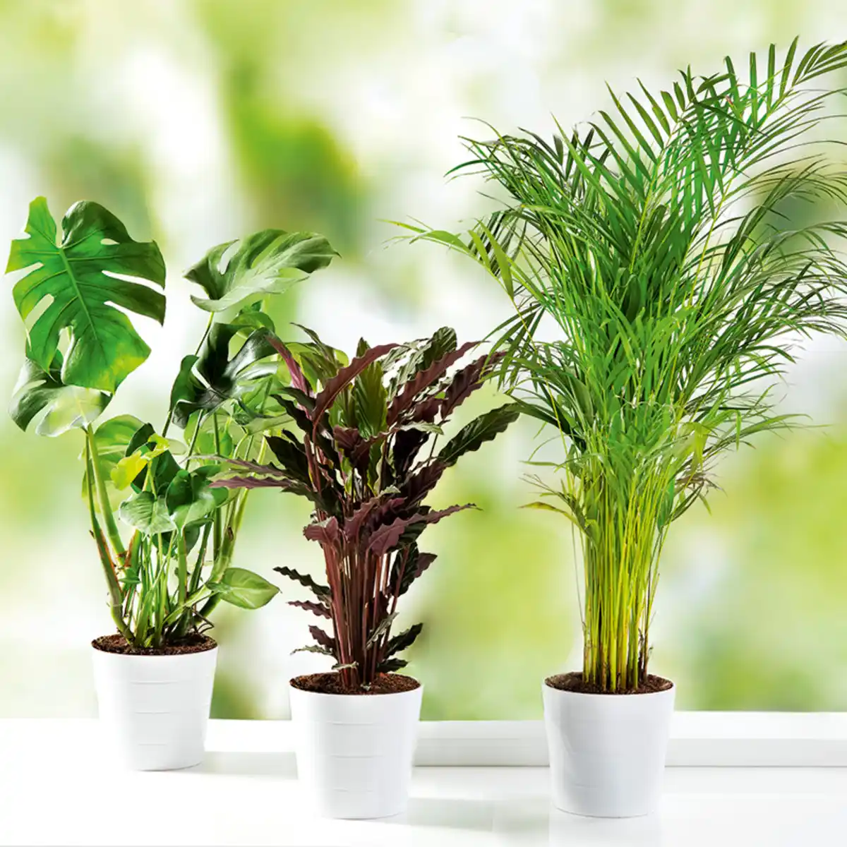 Bild 1 von Grünpflanze XL