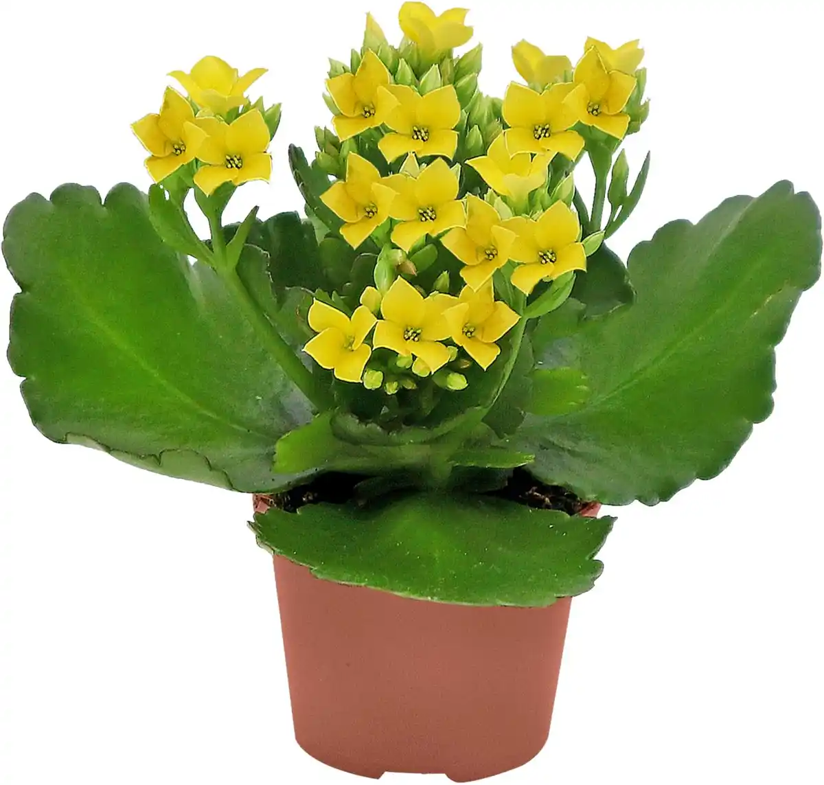 Bild 1 von Blühpflanze