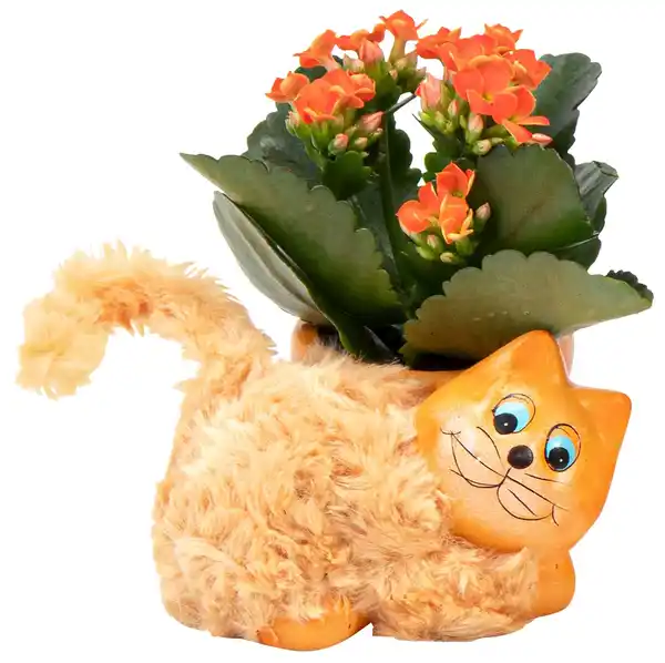Bild 2 von Kalanchoe in Haustier-Keramik