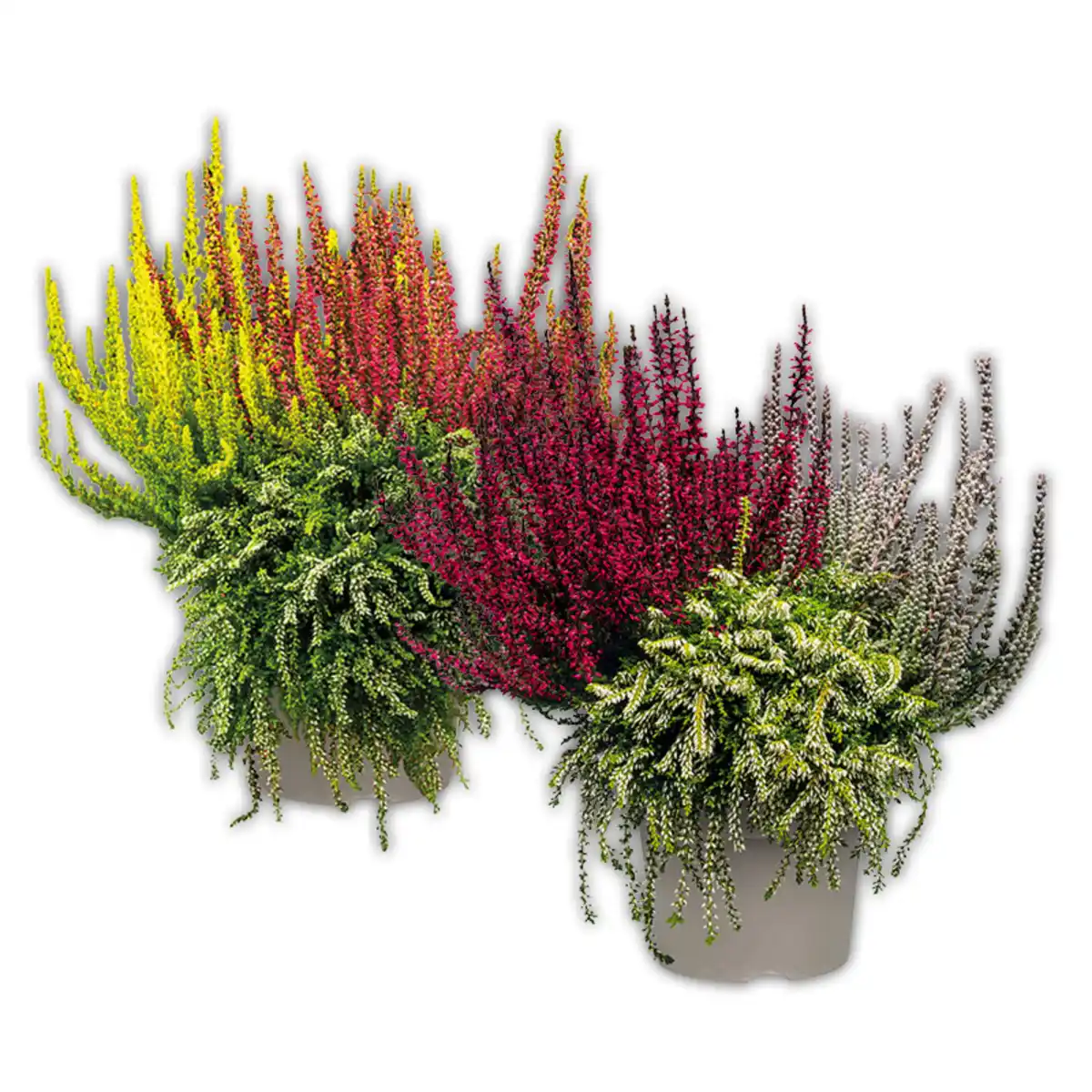 Bild 1 von Calluna vulgaris Trio Girls Special
