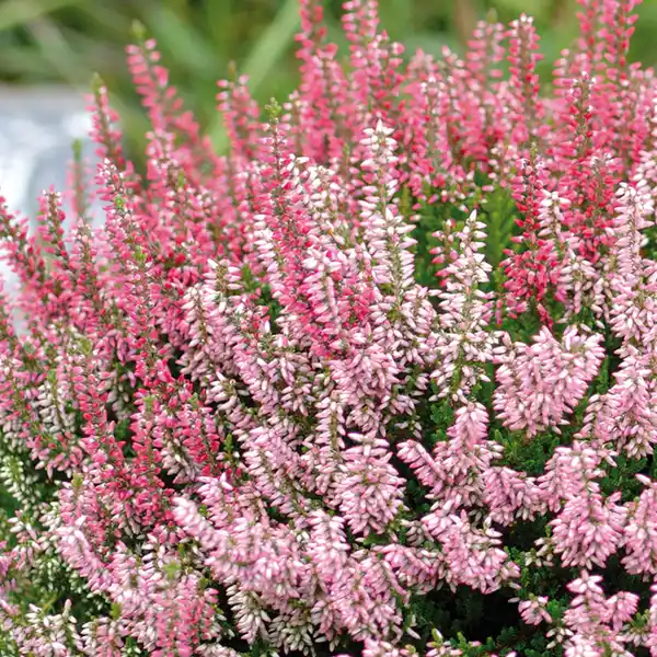 Bild 2 von Calluna Trio