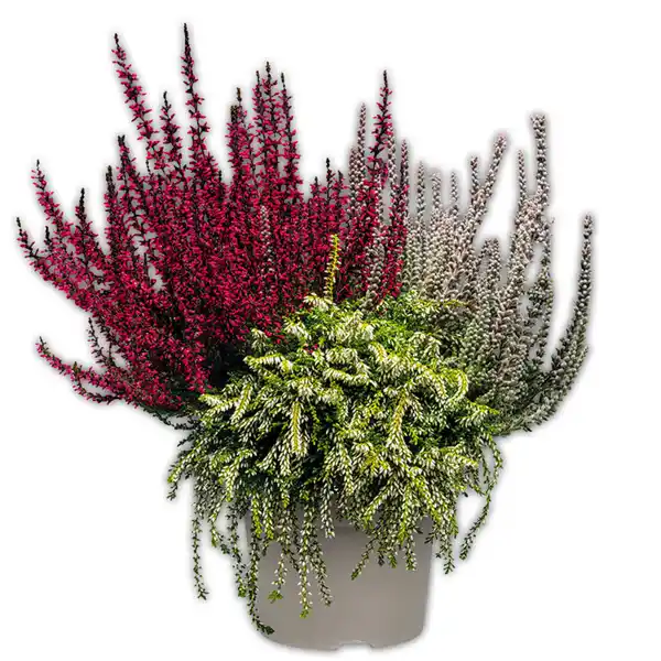 Bild 3 von Calluna vulgaris Trio Girls Special