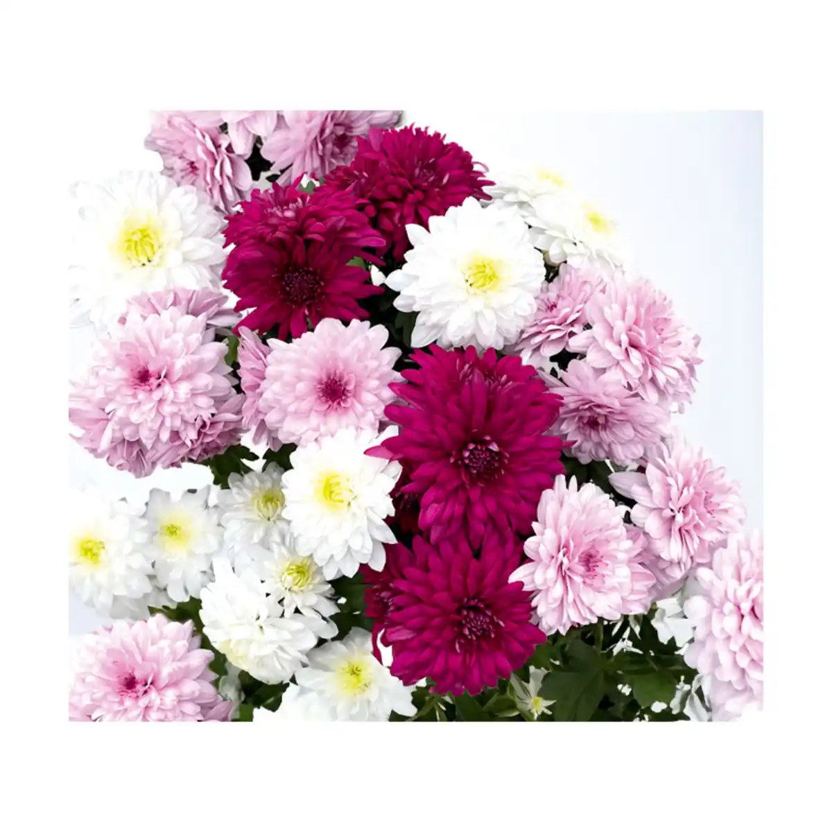 Bild 2 von Chrysantheme