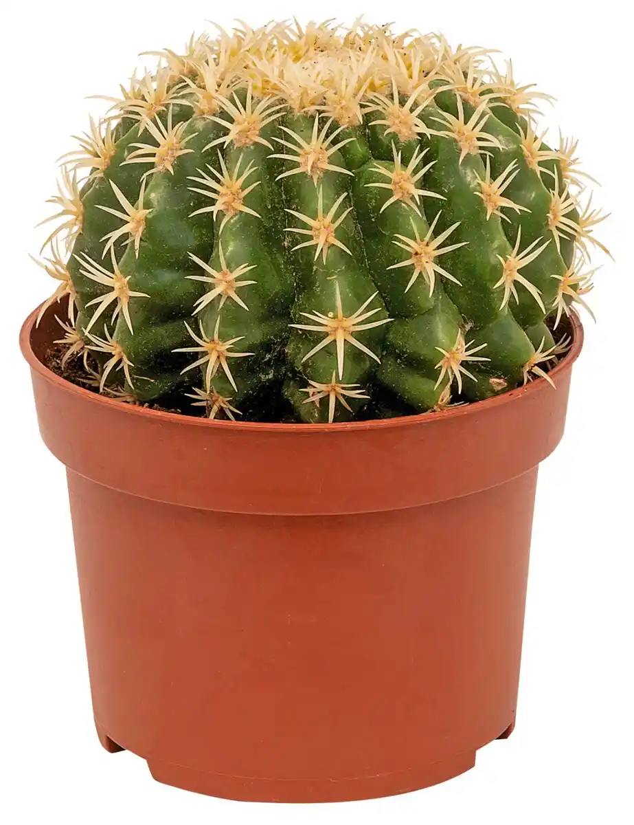 Bild 1 von Zimmerpflanze