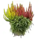 Bild 2 von Calluna vulgaris Trio Girls Special
