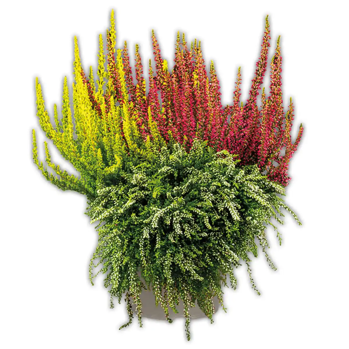 Bild 2 von Calluna vulgaris Trio Girls Special