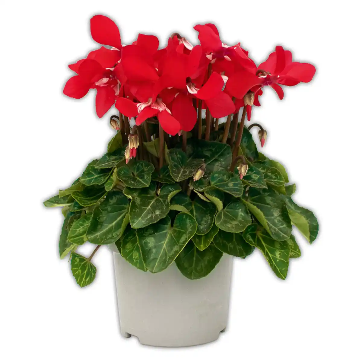 Bild 1 von Fächer Alpenveilchen Djix