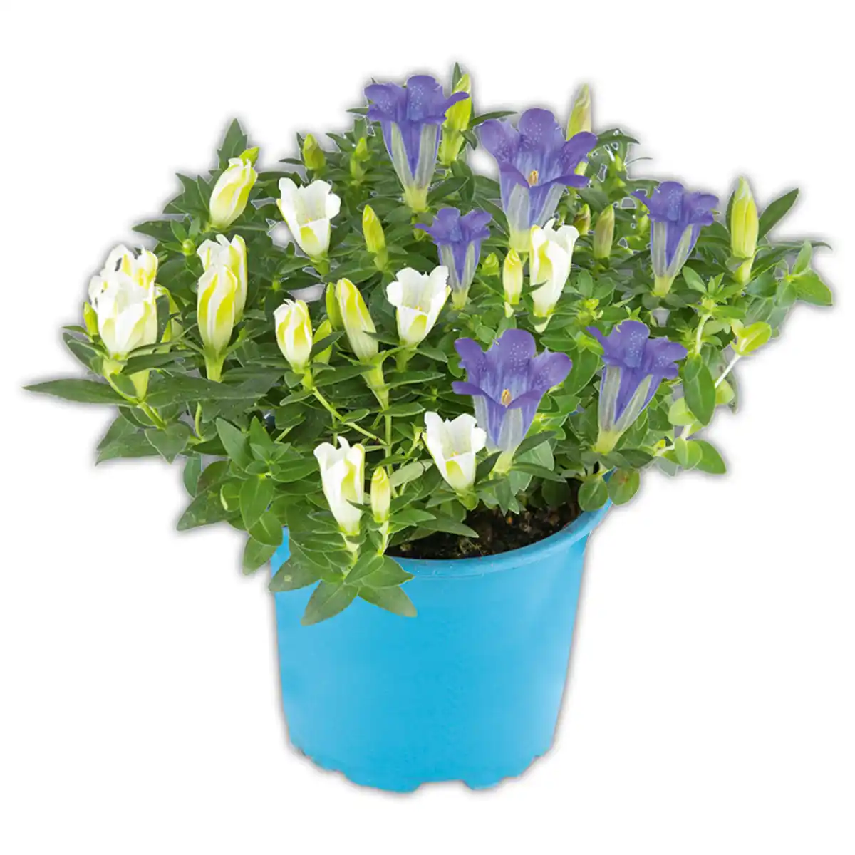 Bild 1 von Enzian Twins