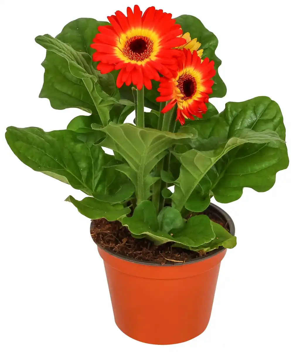 Bild 1 von Blühpflanze