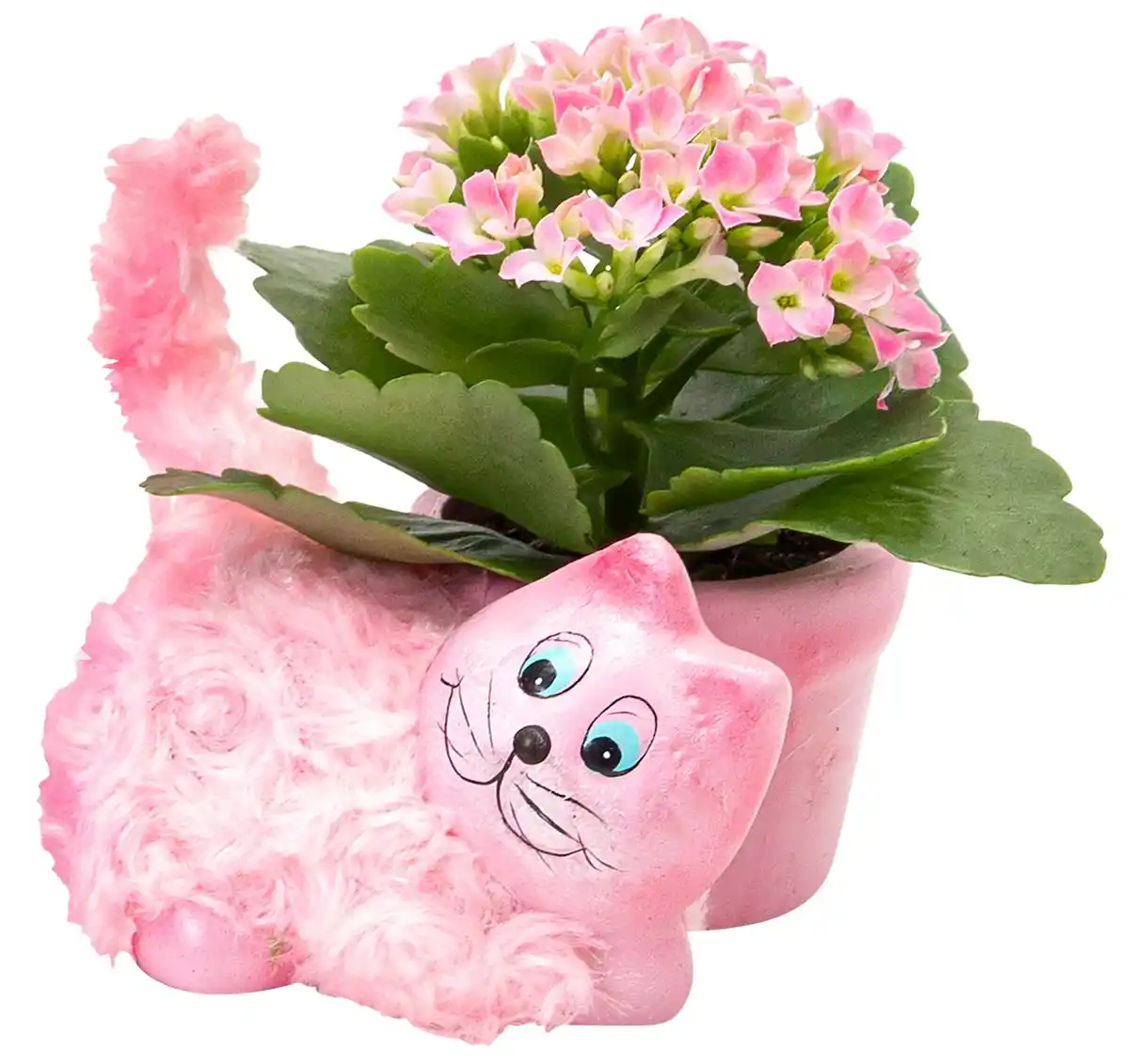 Bild 1 von Kalanchoe in Haustier-Keramik