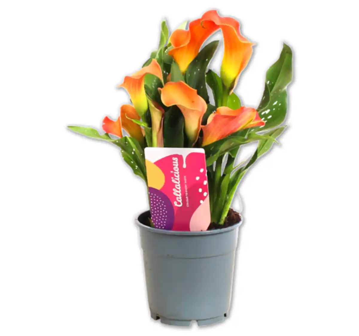 Bild 1 von Zimmercalla*