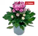 Bild 1 von Deko-Chrysantheme*