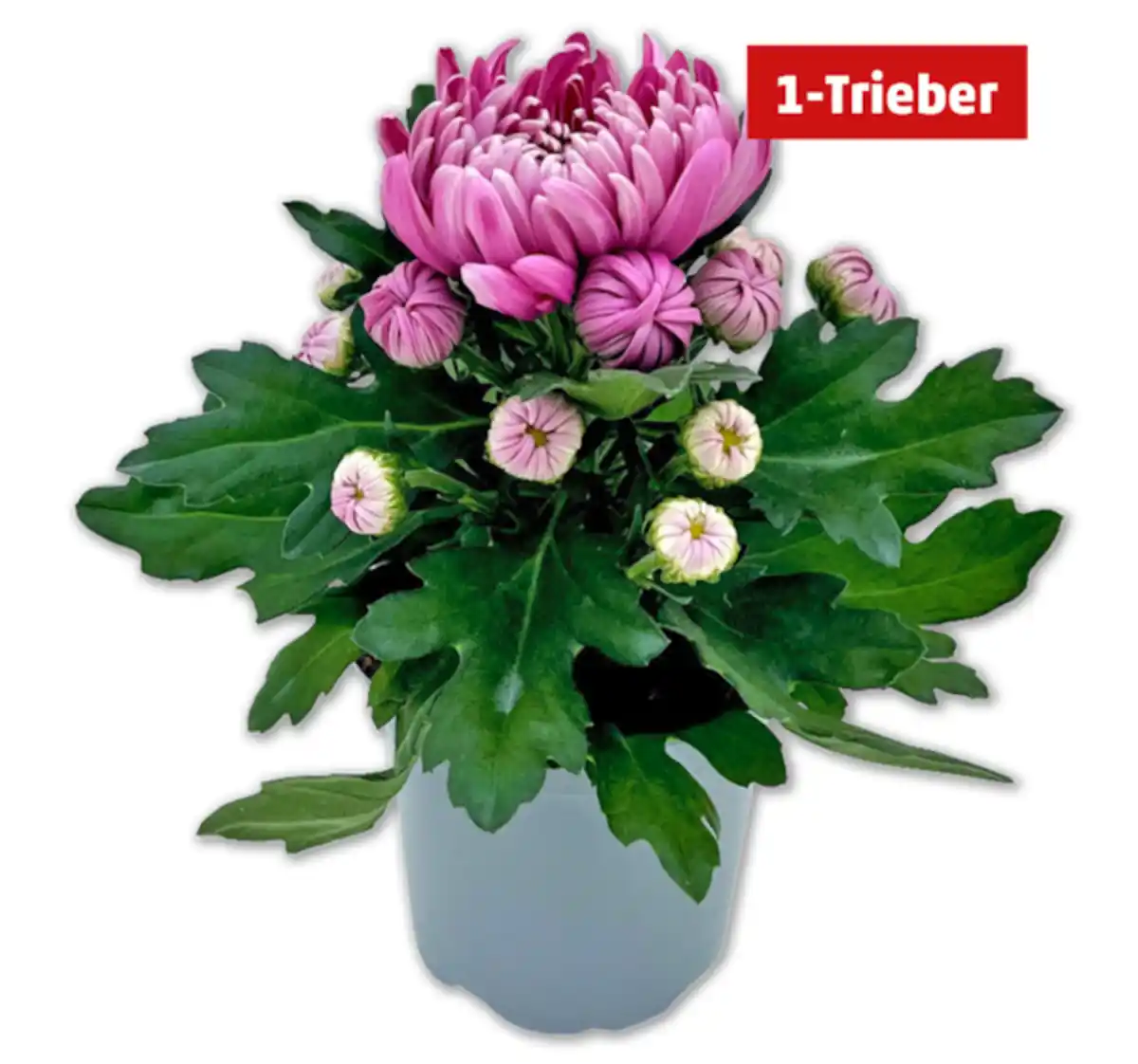 Bild 1 von Deko-Chrysantheme*