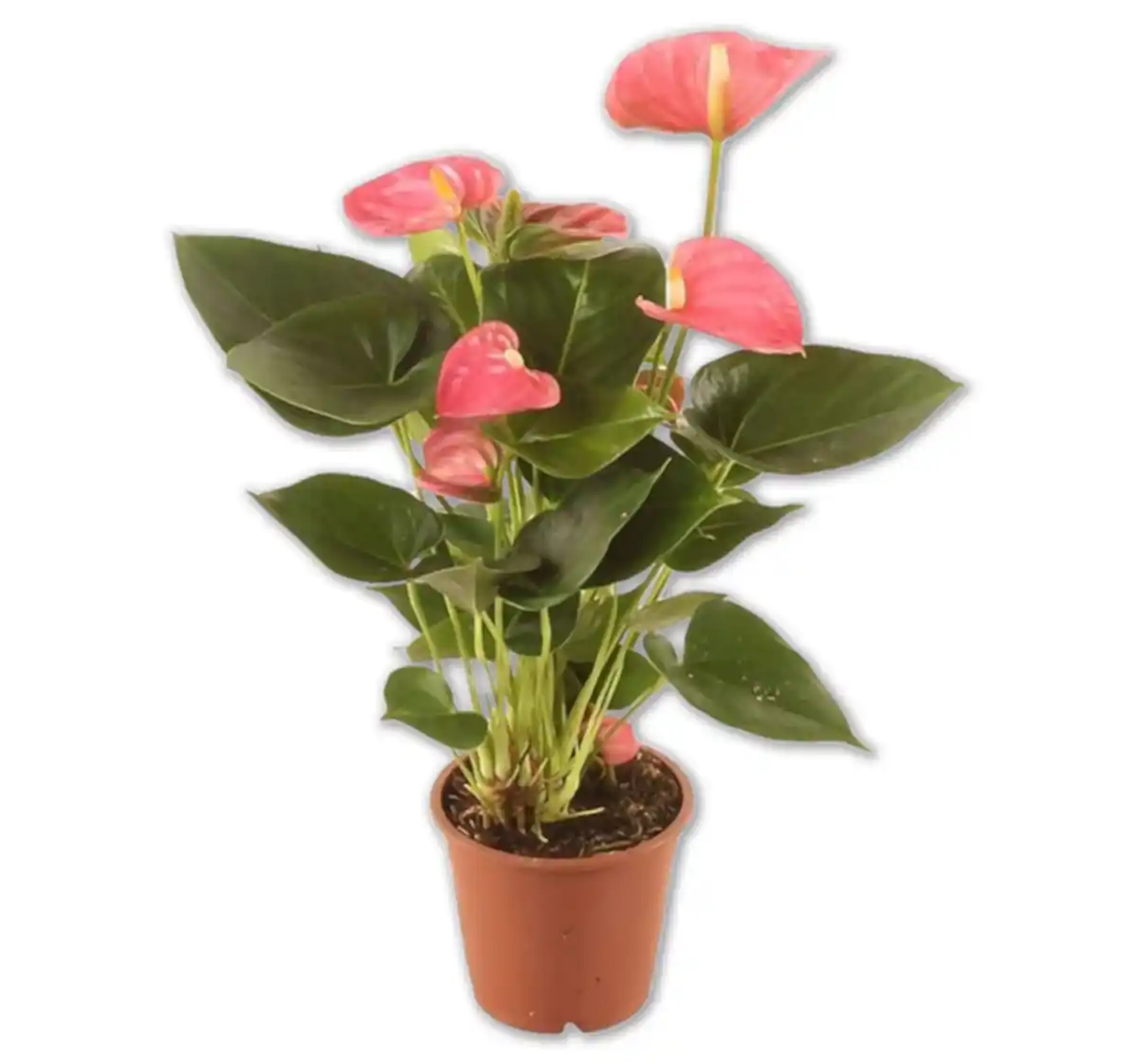 Bild 1 von Flamingoblume*