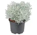 Bild 1 von Stacheldrahtpflanze*