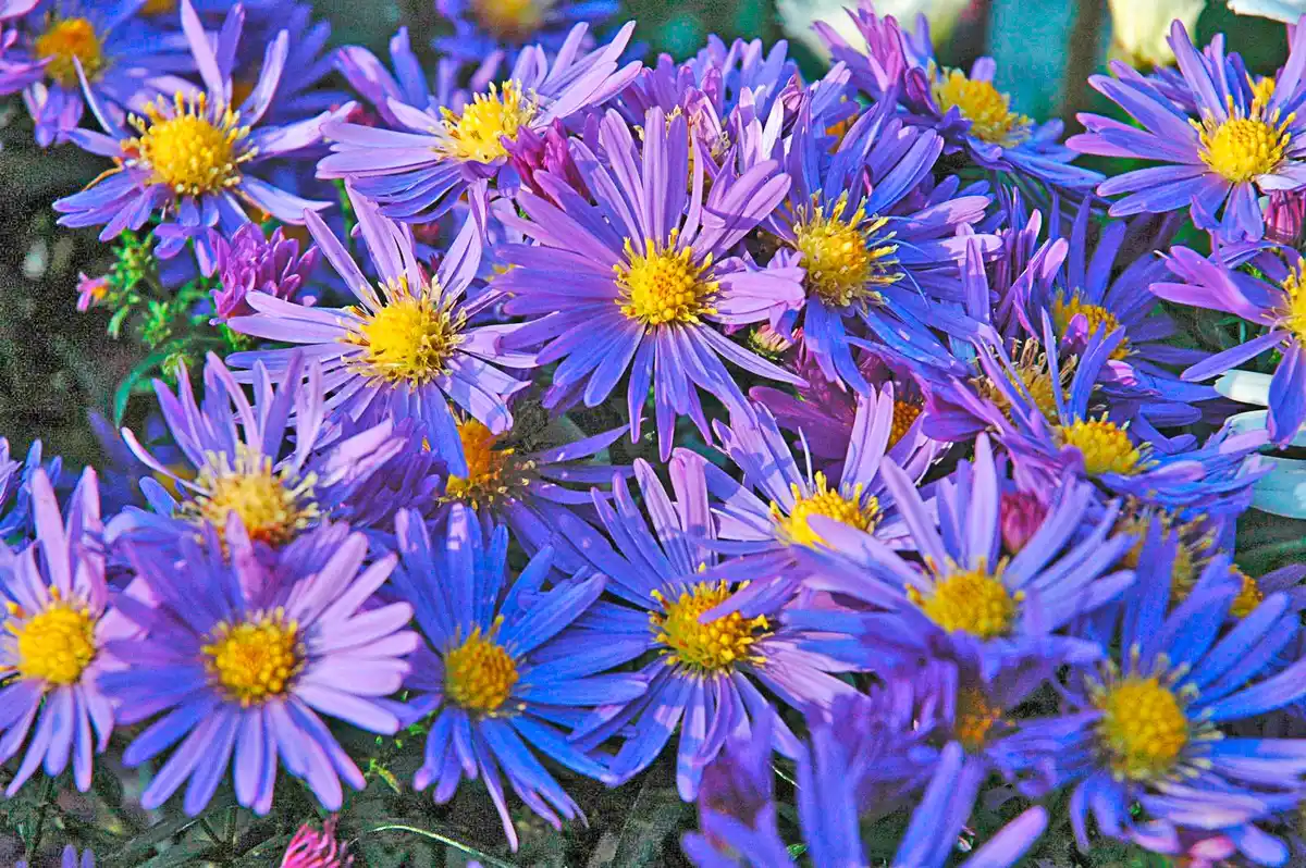 Bild 1 von Astern 17cm Topf