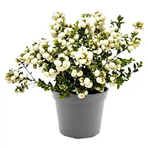 GARDENLINE, Torfmyrthe