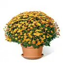 Bild 1 von Chrysanthemenbusch