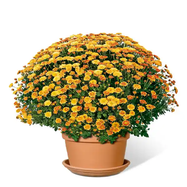 Bild 1 von Chrysanthemenbusch
