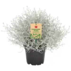 Chrysantheme oder Stacheldrahtpflanze