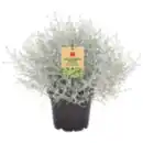 Bild 1 von Chrysantheme oder Stacheldrahtpflanze