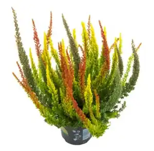 Heidemarie Calluna vulgaris die Dreifach Himmlische Heidemarie® H 15 - 25 cm P13 Container