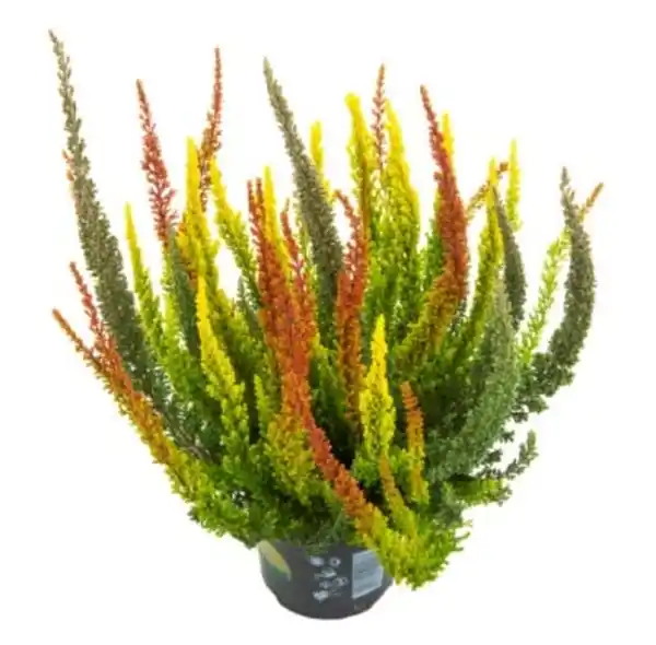 Bild 1 von Heidemarie Calluna vulgaris die Dreifach Himmlische Heidemarie® H 15 - 25 cm P13 Container