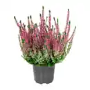 Bild 4 von GARDENLINE Besenheide (Calluna vulgaris)