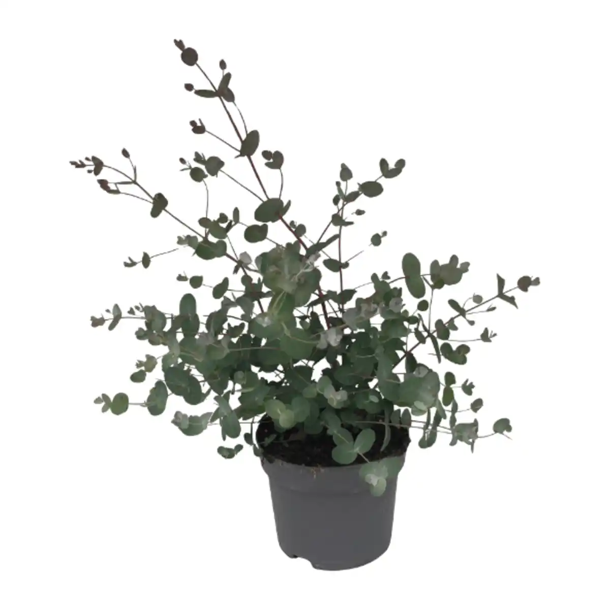 Bild 1 von GARDENLINE Eukalyptus-Busch