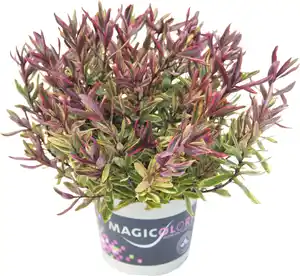 Strauchveronika Hebe Magicolors 12 cm Topf