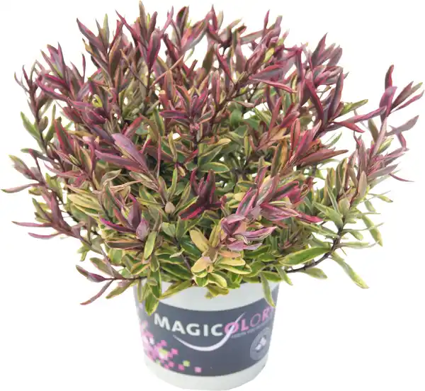 Bild 1 von Strauchveronika Hebe Magicolors 12 cm Topf