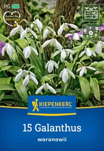 Kiepenkerl Herbstblumenzwiebel Schneeglöckchen 15 Stück