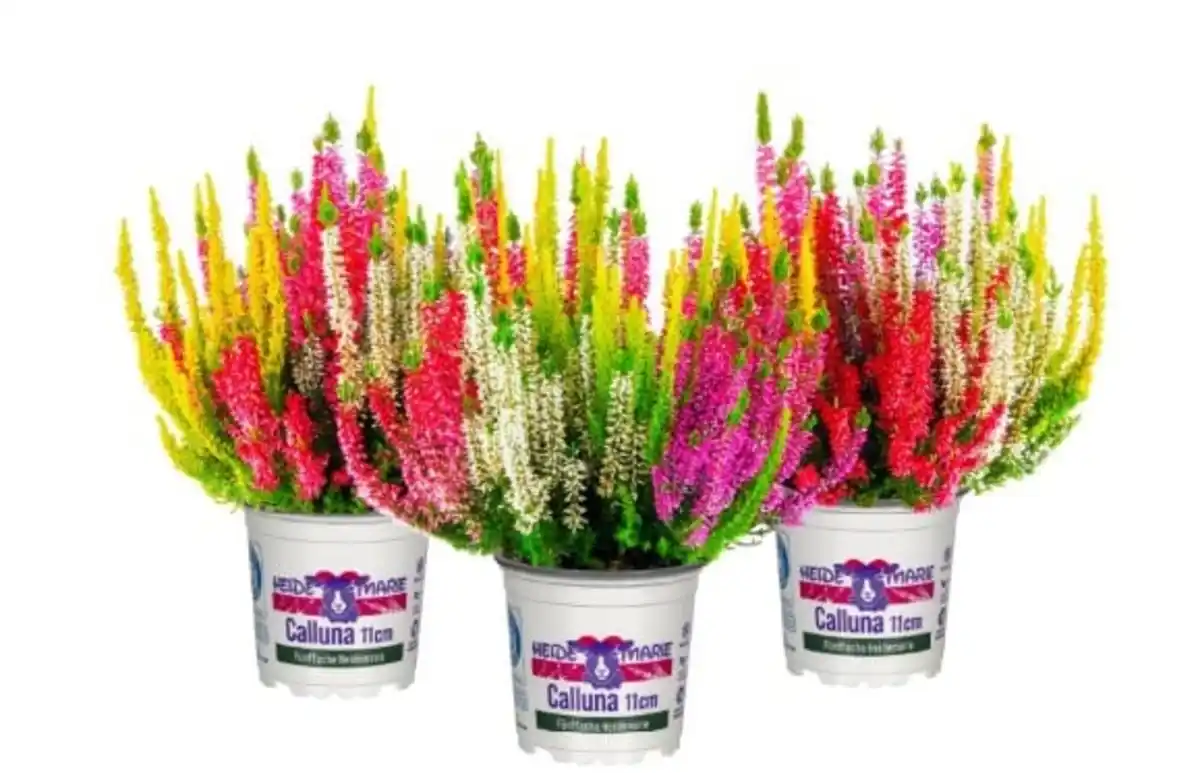 Bild 1 von Heidemarie Calluna vulgaris die Fünffache Heidemarie® H 12 - 15 cm P11 Container