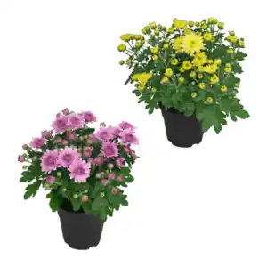 GARDENLINE Chrysantheme