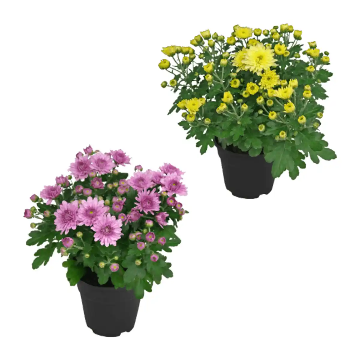 Bild 1 von GARDENLINE Chrysantheme