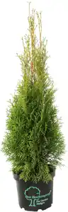 Heckenthuja Smaragd H ca 80-100 cm 23 cm Topf