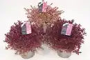 Bild 1 von Strauchveronika Hebe Magicolors 17 cm Topf